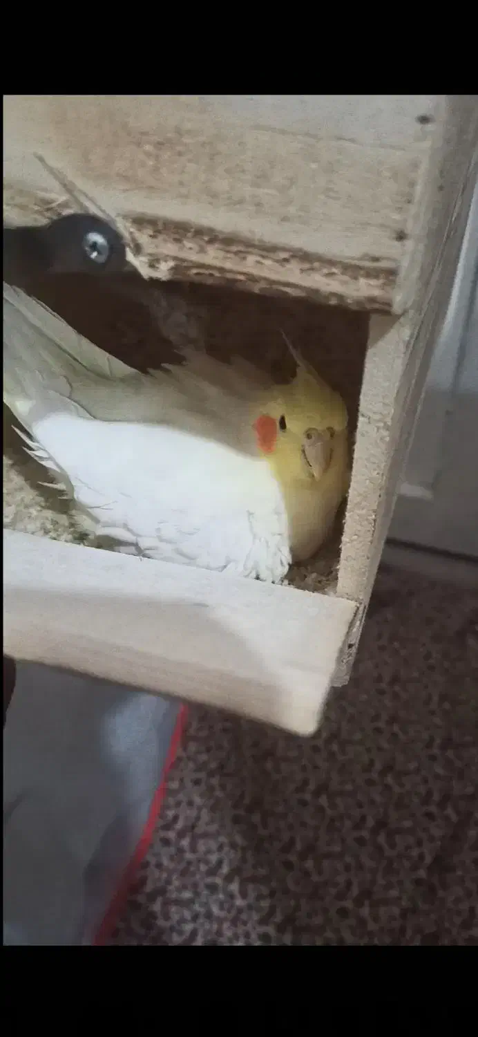 عروس هلندی ماده|پرنده|بندرلنگه, |دیوار