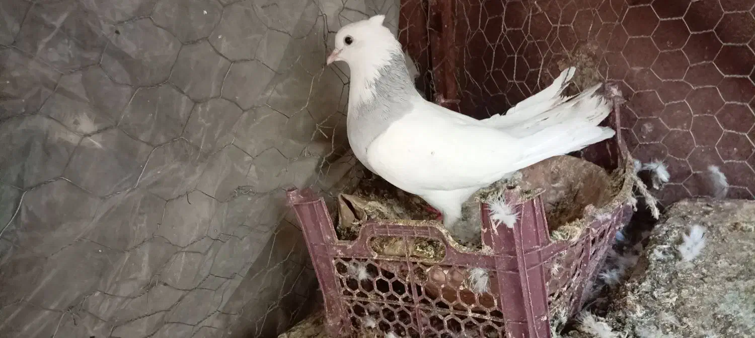 طوقی همه رنگ حراج معاوضه|پرنده|لنجان, |دیوار