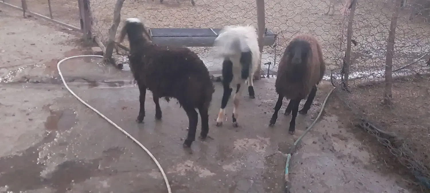 بره نر وماده پلنگی|حیوانات مزرعه|بروجرد, |دیوار