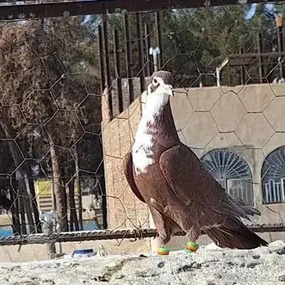 ریش سرخ شهرستانی|پرنده|زاهدان, |دیوار