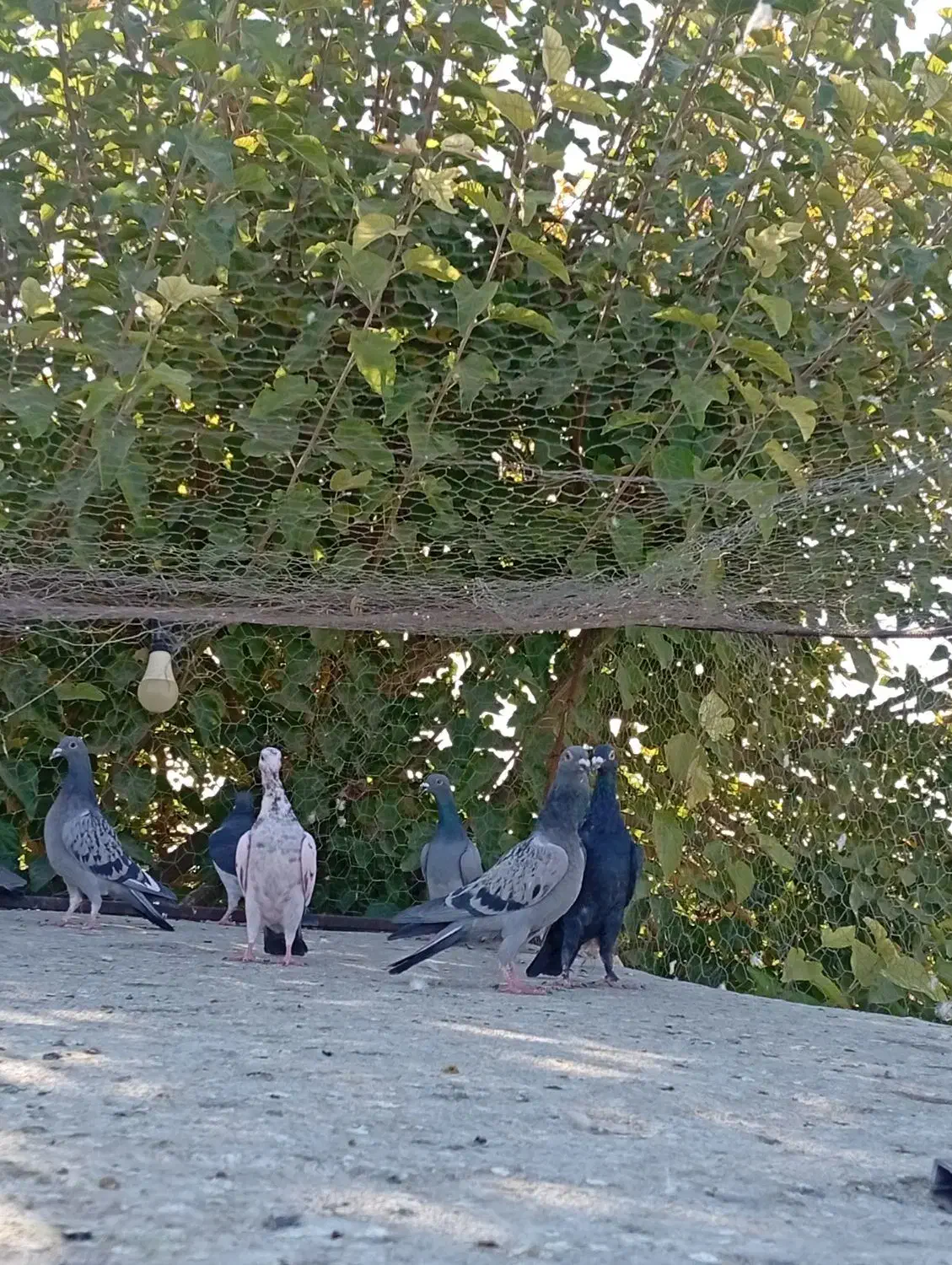 دسته جوجه پلاکی|پرنده|حمیدیا, |دیوار