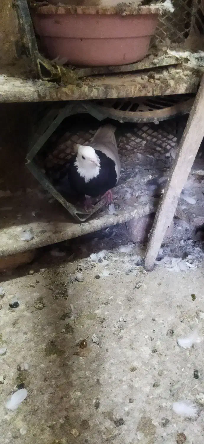 طوقی|پرنده|سارال, |دیوار