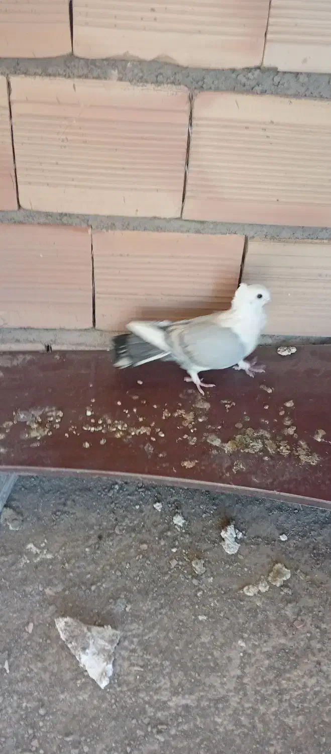 کبوتر بلژیکی|پرنده|سمنان, |دیوار