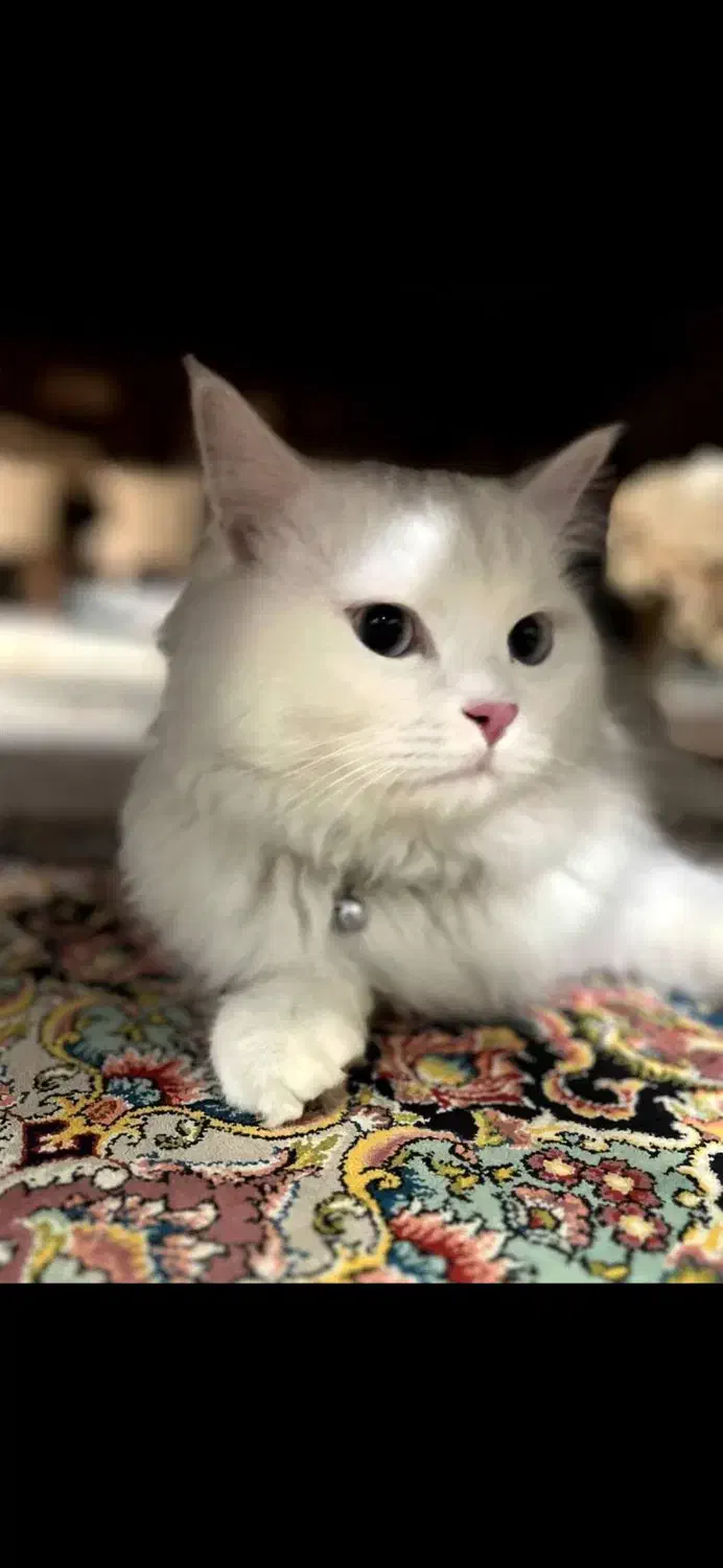 گربه پرشین|گربه|مشهد, چهارچشمه|دیوار