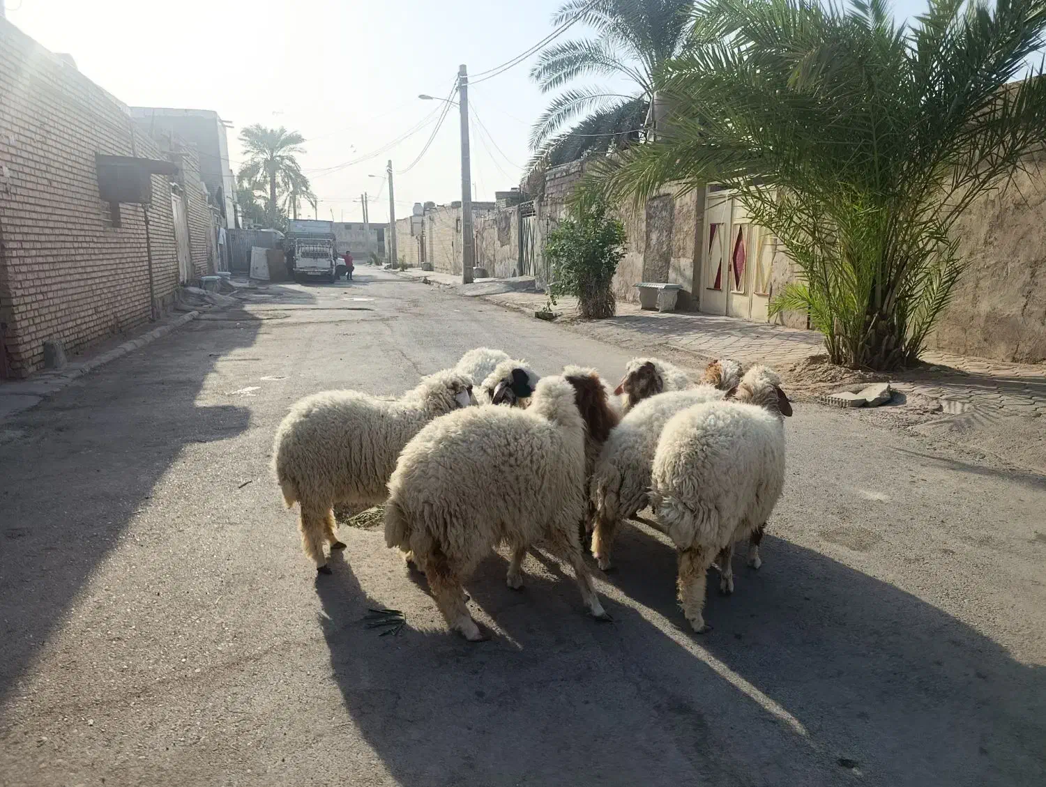 بره8عدد دجیجه برای نگهداری خوبه جفتی 230/000/000|حیوانات مزرعه|اهواز, منازل کارون|دیوار