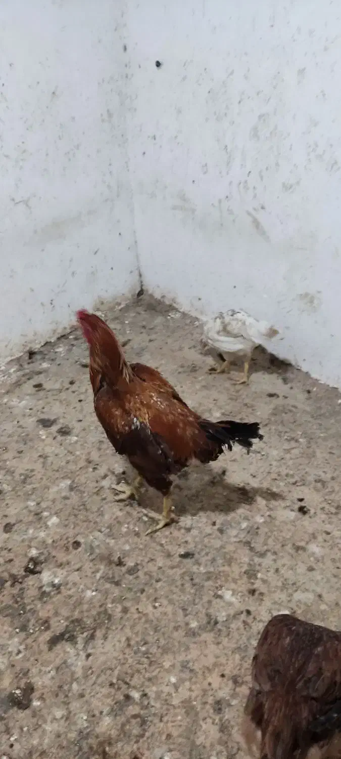 دستگاه جوجه کشی ۱۸۰تایی..مرغ و خروس|حیوانات مزرعه|علیآباد کتول, |دیوار