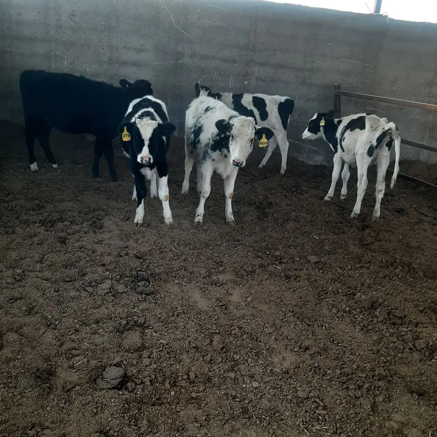 گاو گوساله|حیوانات مزرعه|درودزن, |دیوار