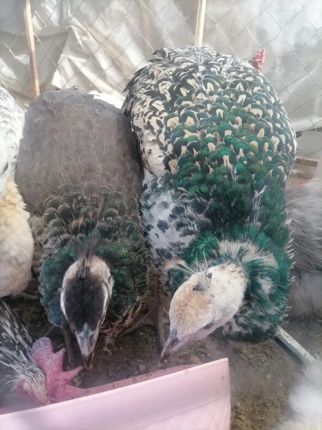 خروس وطاووس|حیوانات مزرعه|بیرجند, |دیوار