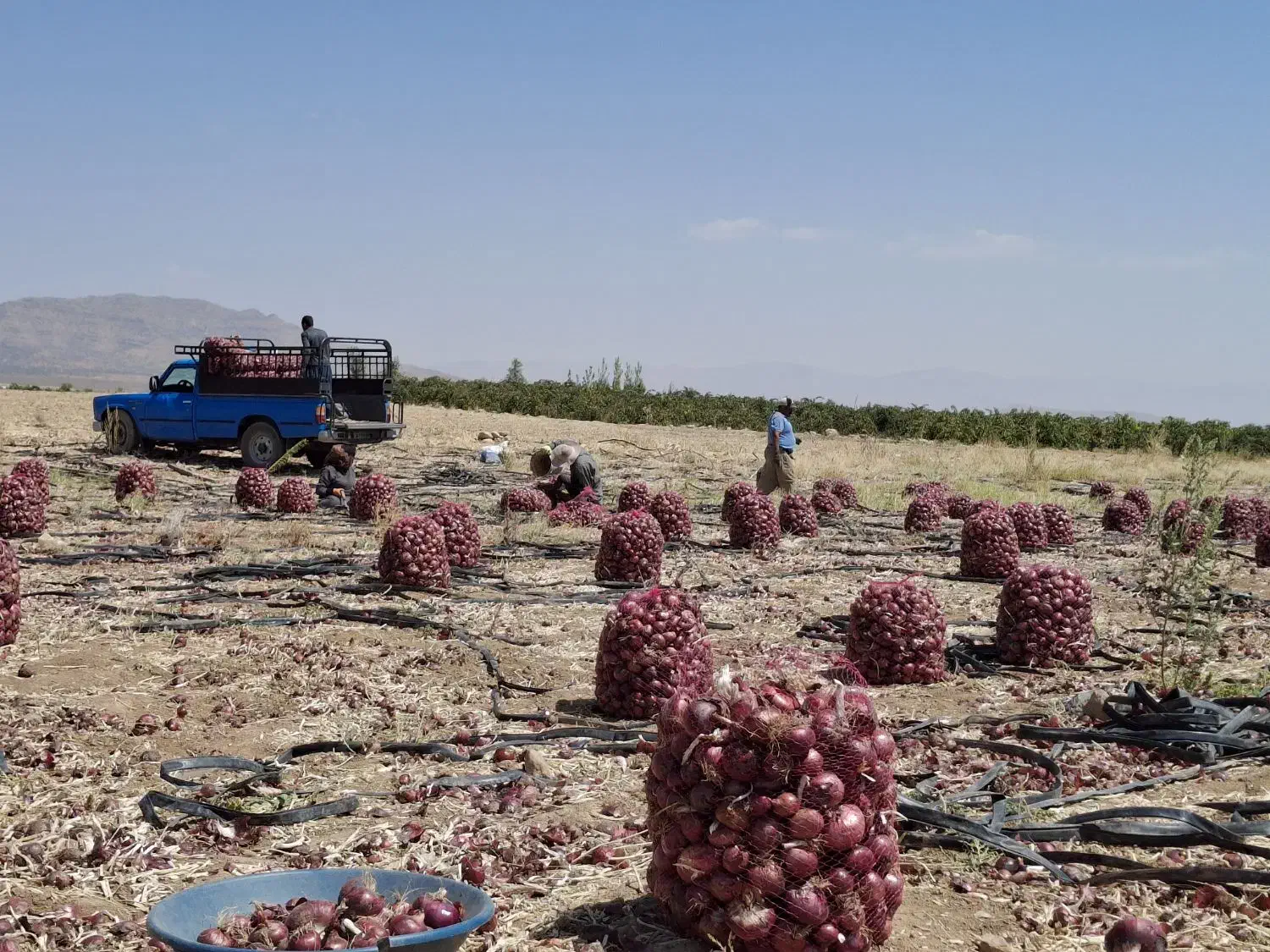 جویایه کار|خدمات باغبانی و درختکاری|فیروزآباد (فارس), |دیوار