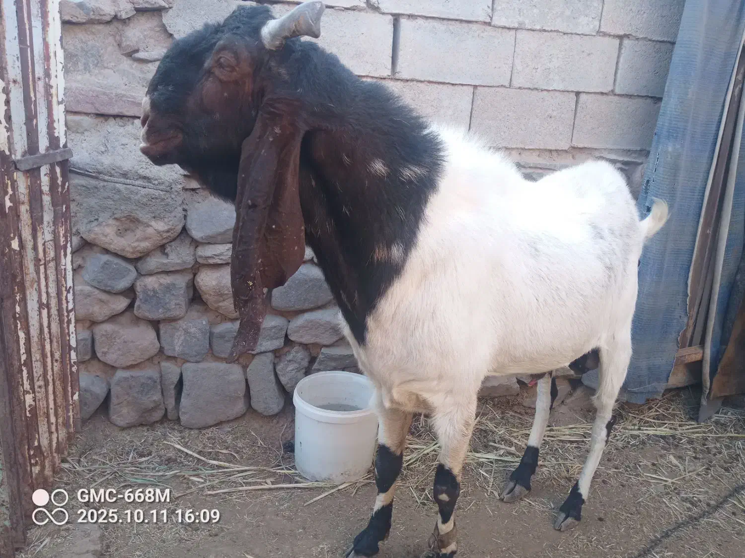 بزپاکستانی .بنگالی|حیوانات مزرعه|بیرجند, |دیوار