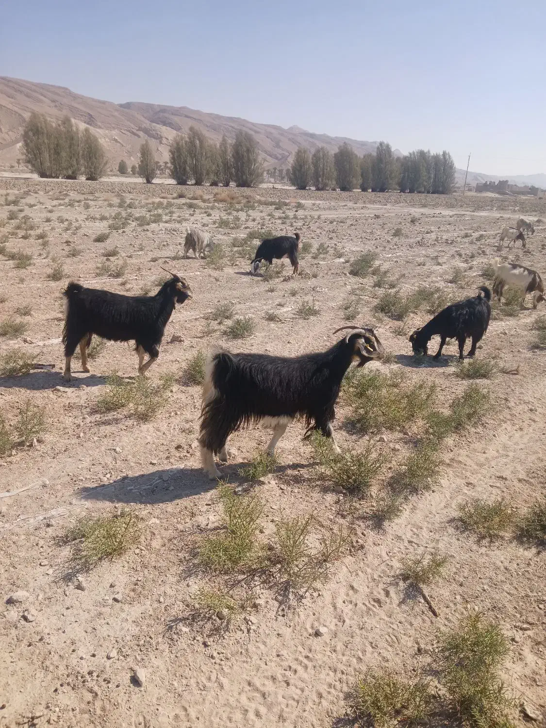 بز داشتی کهره دار|حیوانات مزرعه|خنج, |دیوار