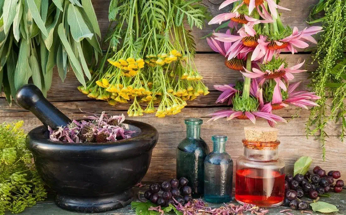 کاربر گیاهان دارویی|خدمات آموزشی|مشهد, احمدآباد|دیوار