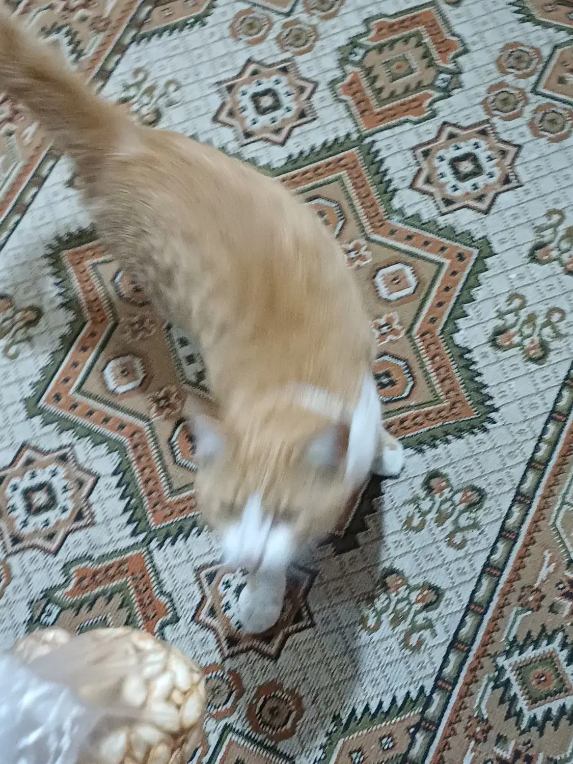 گربه ماده سفید نارنجی واگذاری رایگان|گربه|رشت, باهنر|دیوار