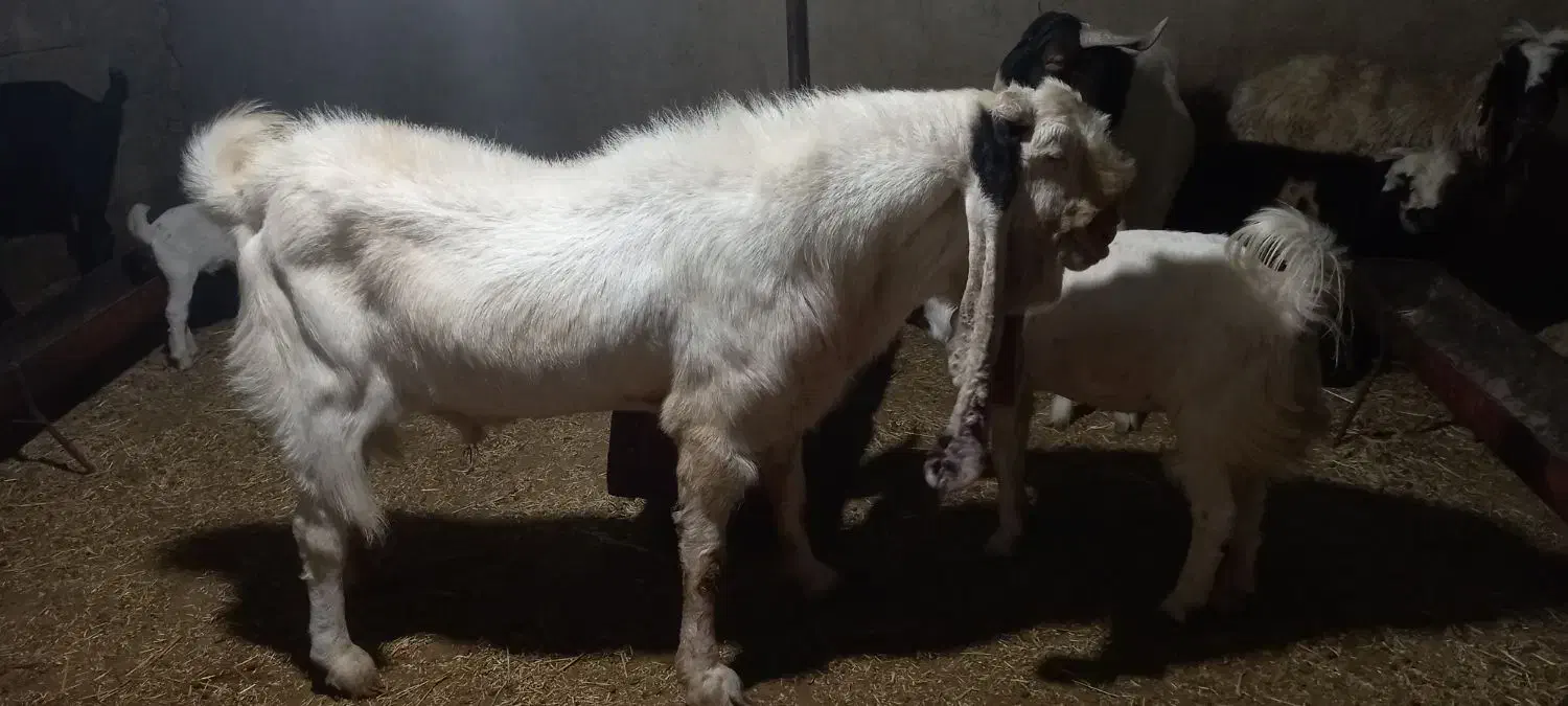 بز گلابی|حیوانات مزرعه|باغ ملک, |دیوار