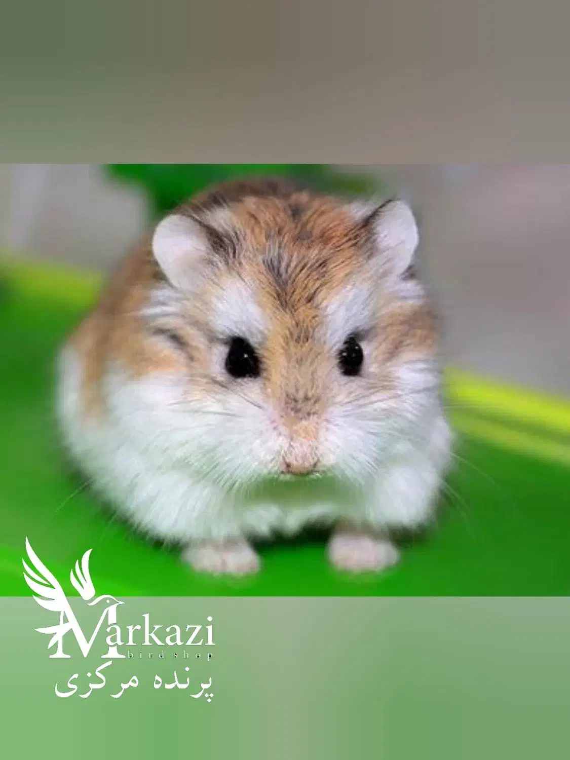 همستر مینیاتوری|موش و خرگوش|بندرعباس, |دیوار