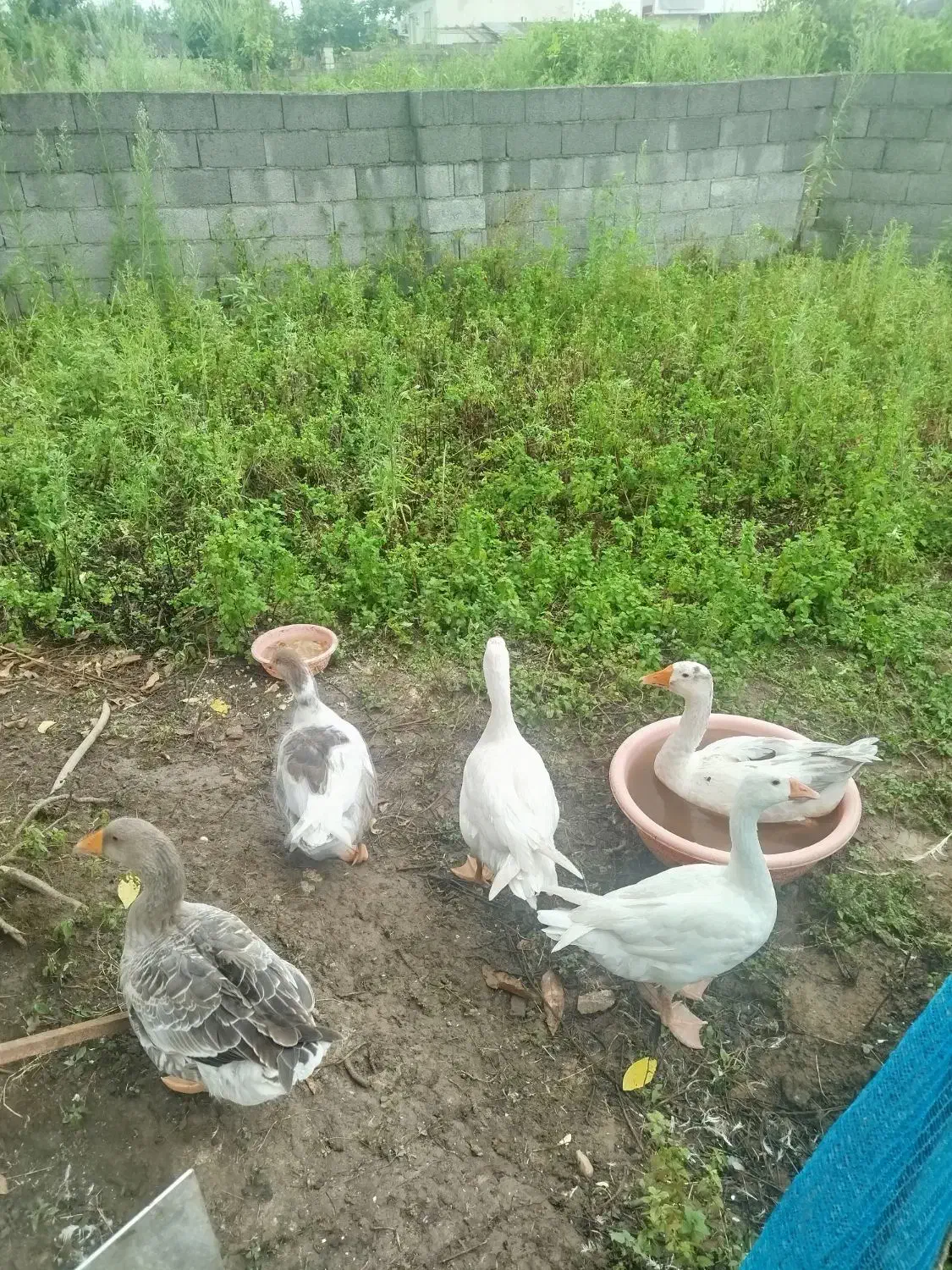 فروش تعدادی غاز و مرغ و خروس|حیوانات مزرعه|پره‌سر, |دیوار