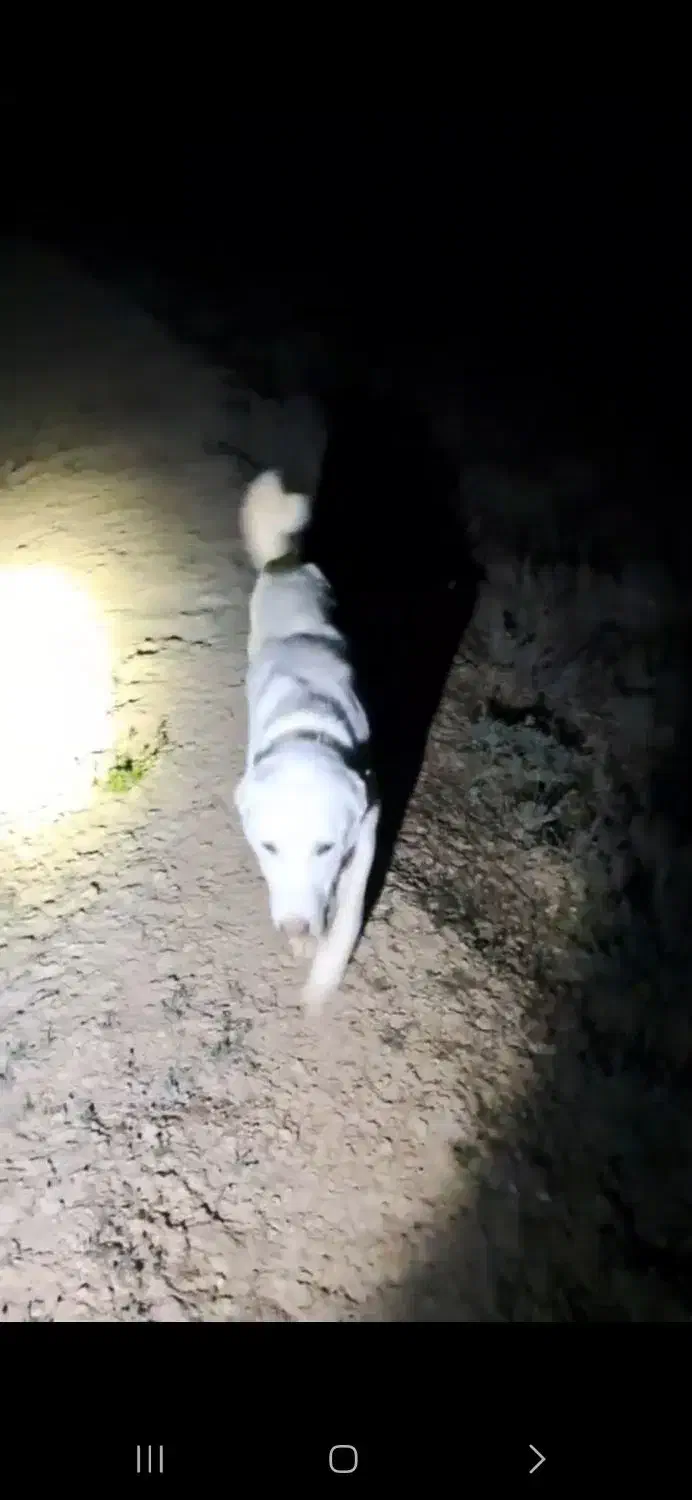 گمشده|حیوانات|شیروان (خراسان), |دیوار