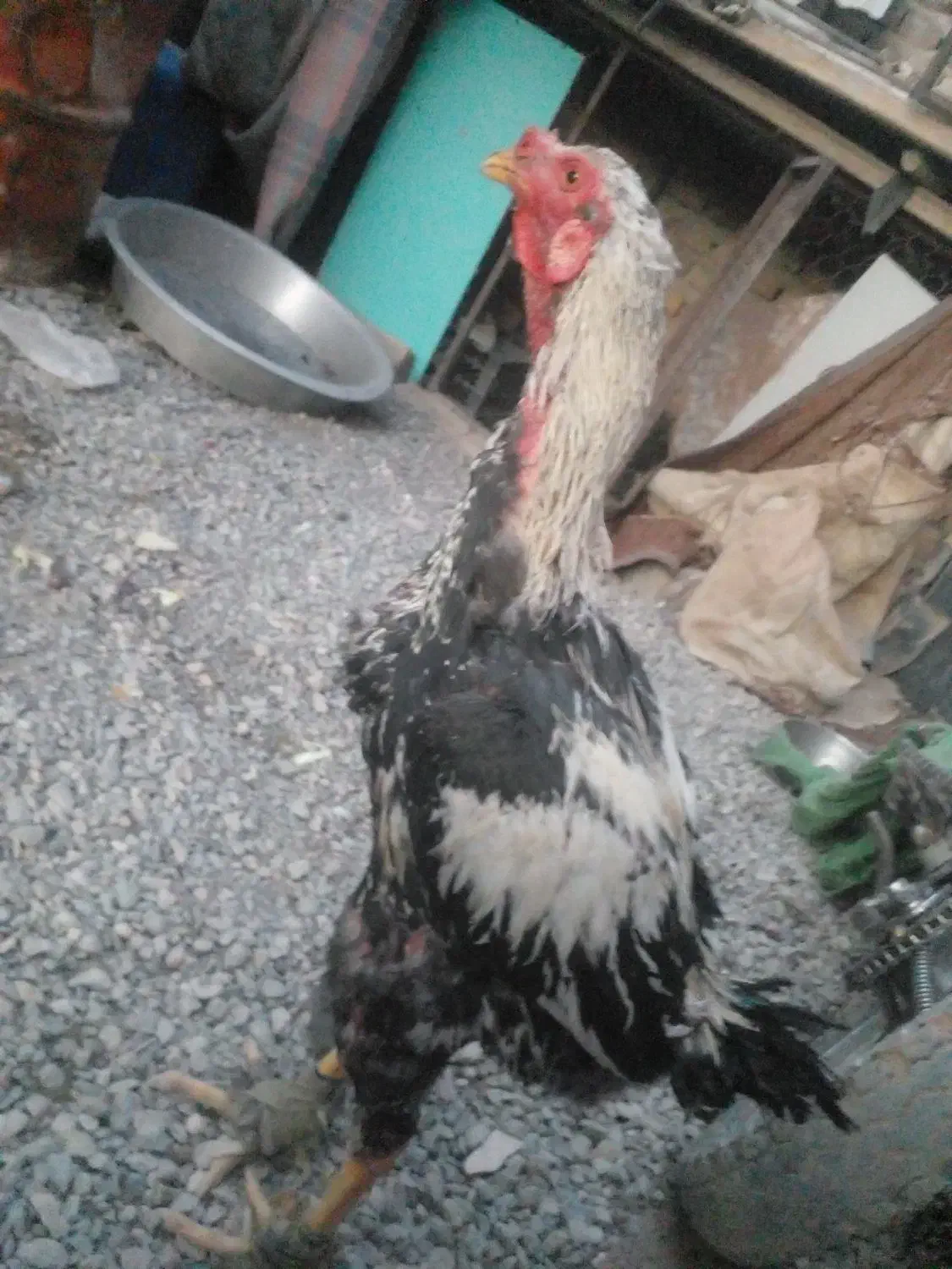 چند نمونه خروس|حیوانات مزرعه|خاش, |دیوار