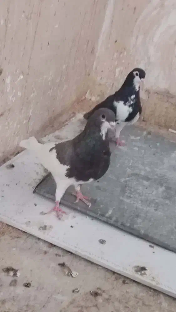 شهری بهبهونی|پرنده|شیراز, کوزه گری|دیوار