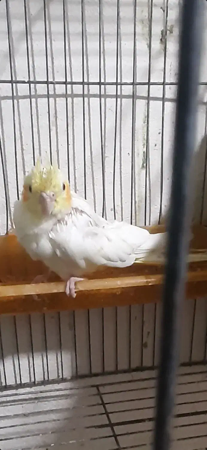 قفس کاسکو،وعروس هلندی|لوازم جانبی حیوانات|گرگان, |دیوار