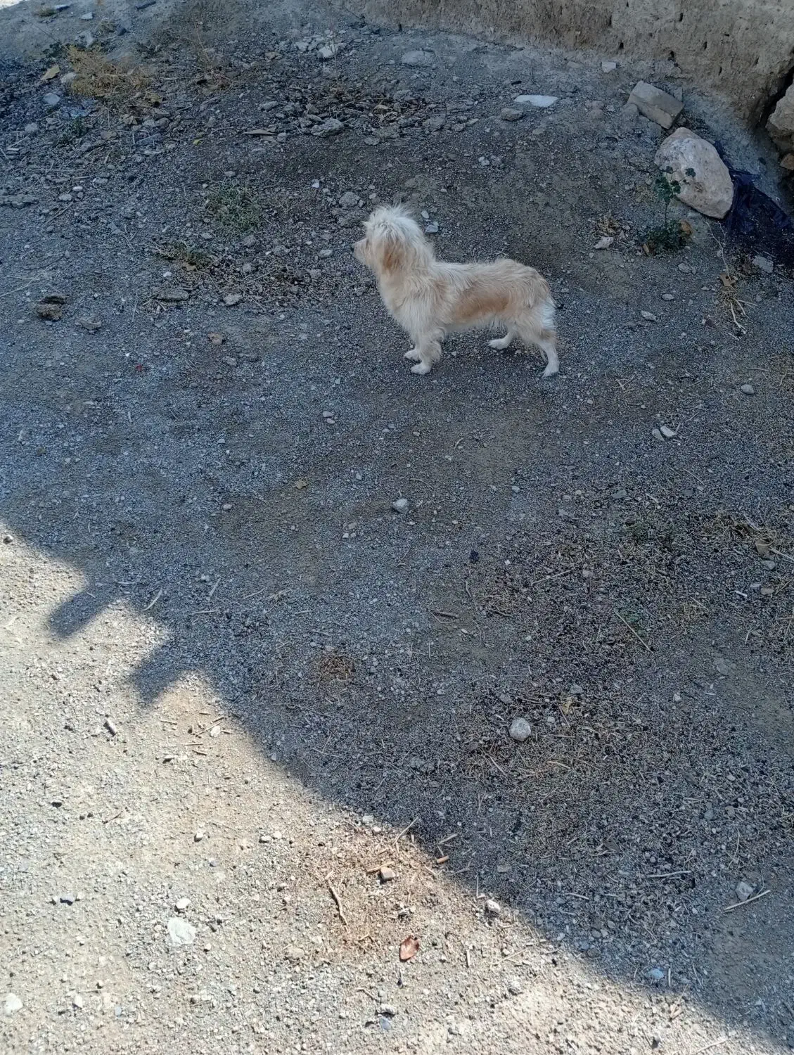 یک عددسگ پاکوتاه ماده شیطون وبانمک وباهوش|سگ|خمین, |دیوار