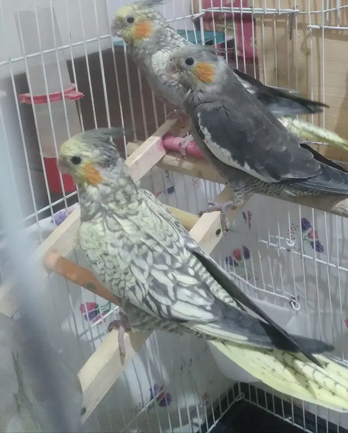 عروس هلندی|پرنده|لاهیجان, انقلاب|دیوار