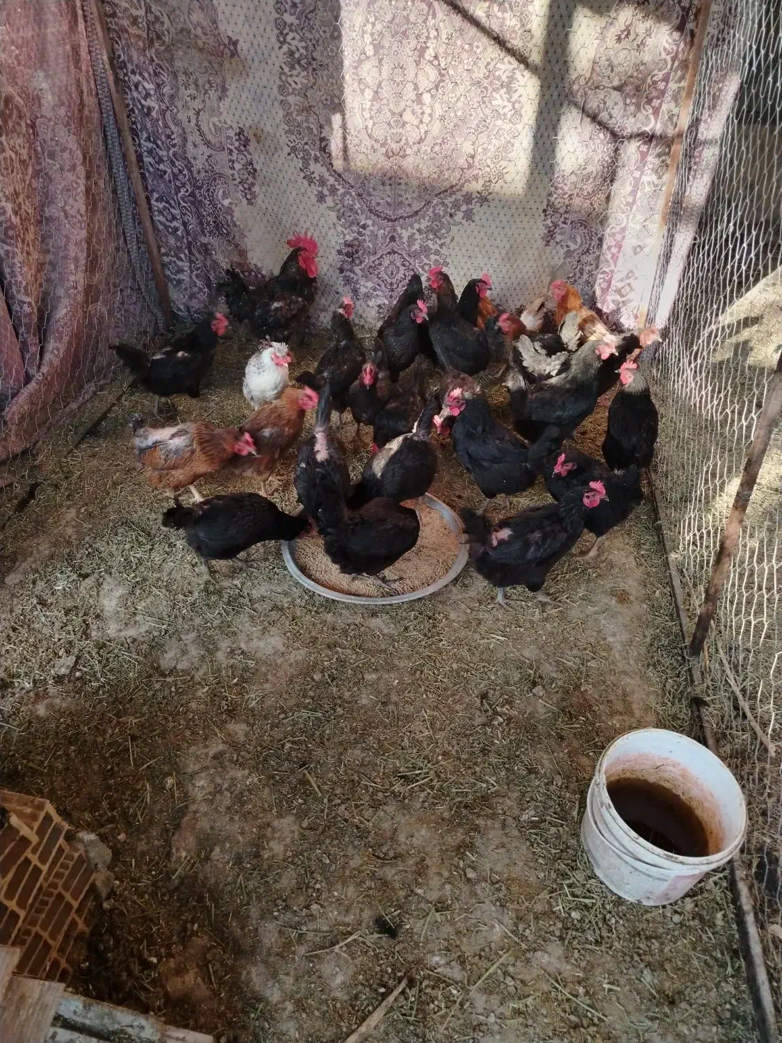 فروش مرغ خانگی|حیوانات مزرعه|جوین, |دیوار