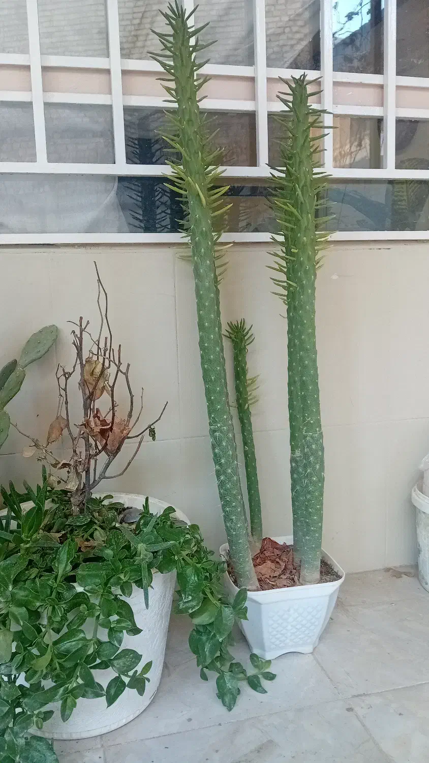 گلدون کاکتوس|گل و گیاه طبیعی|تربتحیدریه, سرمحله|دیوار