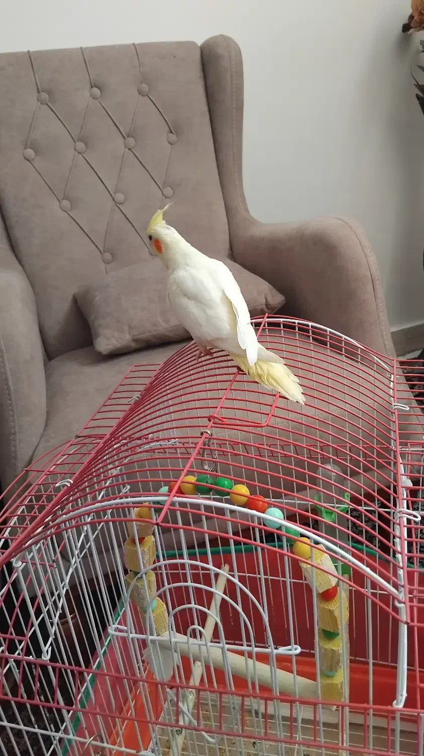 جوجه سرلاکی عروس هلندی دونخورشده معاوضه دارم|پرنده|صائین قلعه, |دیوار