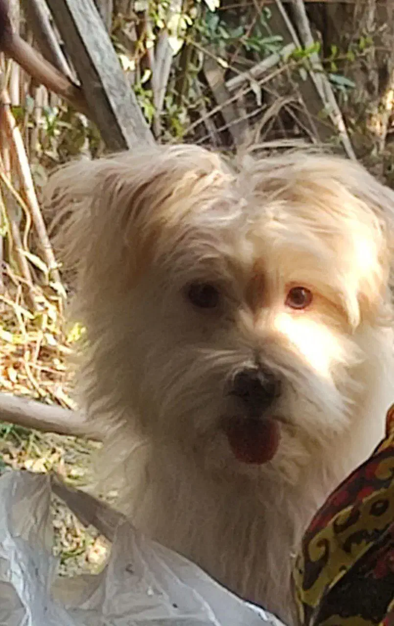 سگ نژاد شیتزو تریر|سگ|گرگان, |دیوار