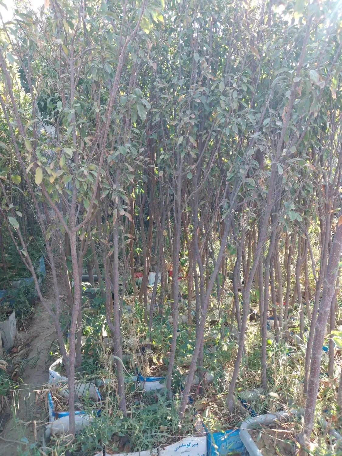 نهال گوجه سبز|گل و گیاه طبیعی|ماهدشت, |دیوار