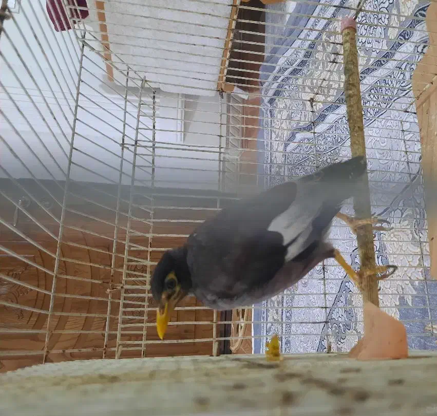 مرغ مینا ۷ ماهه نر|پرنده|ماسال, |دیوار