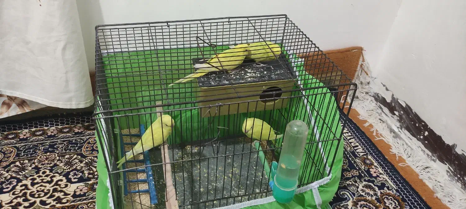 یک جفت مرغ عشق مولد با دو جوجه دون خور|پرنده|ایلام, |دیوار