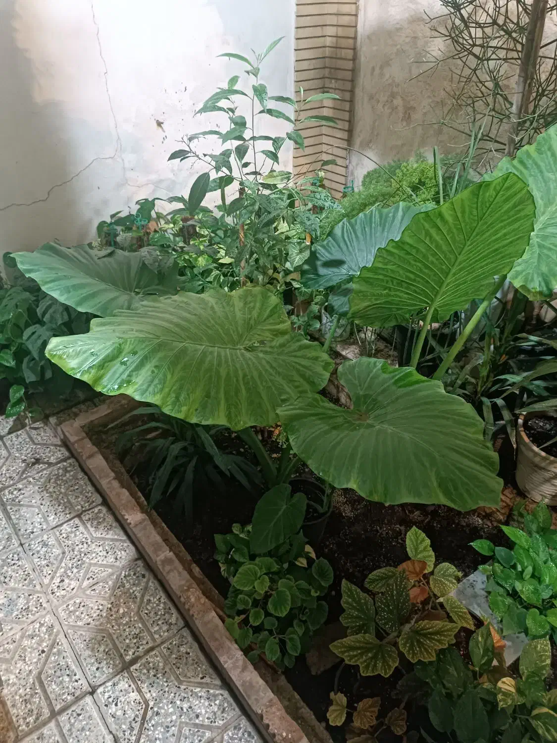 گلخونه خونگی همه مدل گل قیمت مناسب|گل و گیاه طبیعی|گنبد کاووس, |دیوار