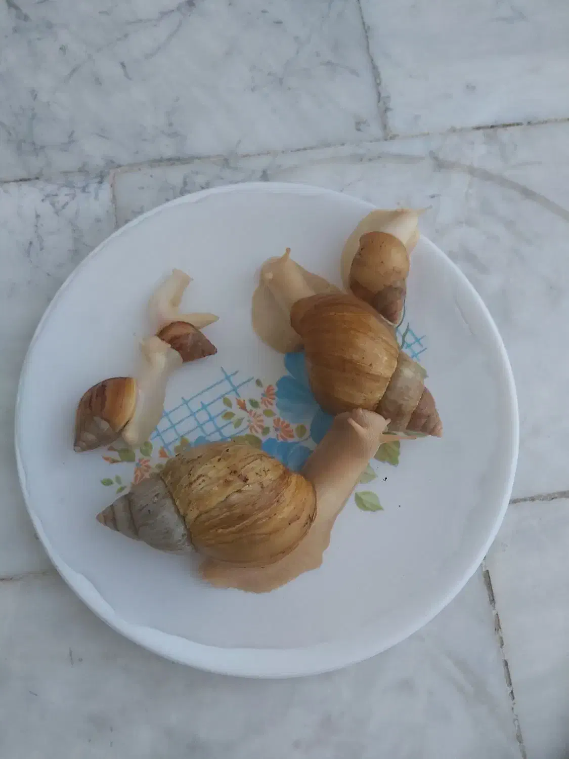 حلزون برای پوستی صاف وزیبا|آرایشی، بهداشتی، درمانی|کنگاور, |دیوار