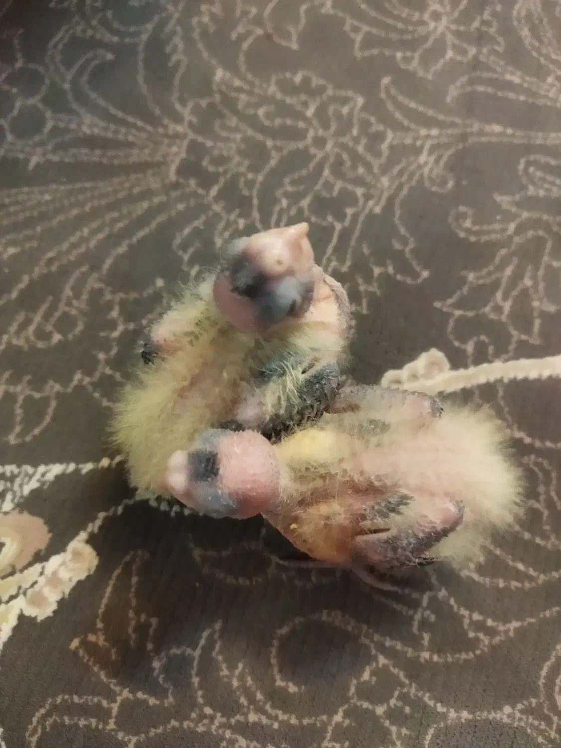 جوجه عروس سرلاکی|پرنده|شهرضا, |دیوار