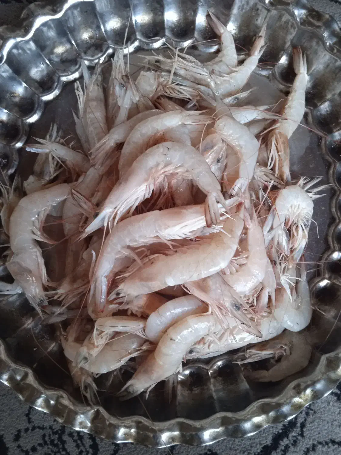 میگو|ماهی|قشم, |دیوار