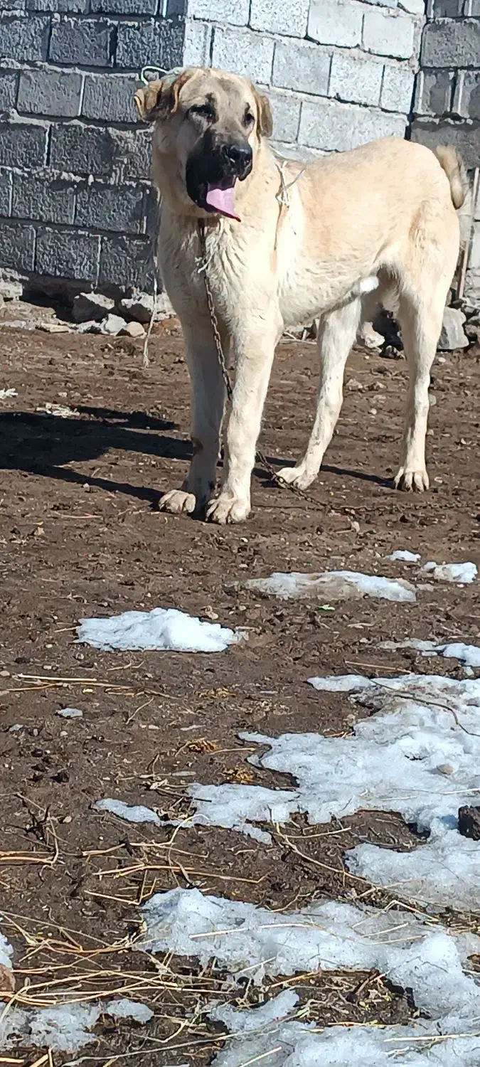 توله عراقی|سگ|مشگین شهر, |دیوار