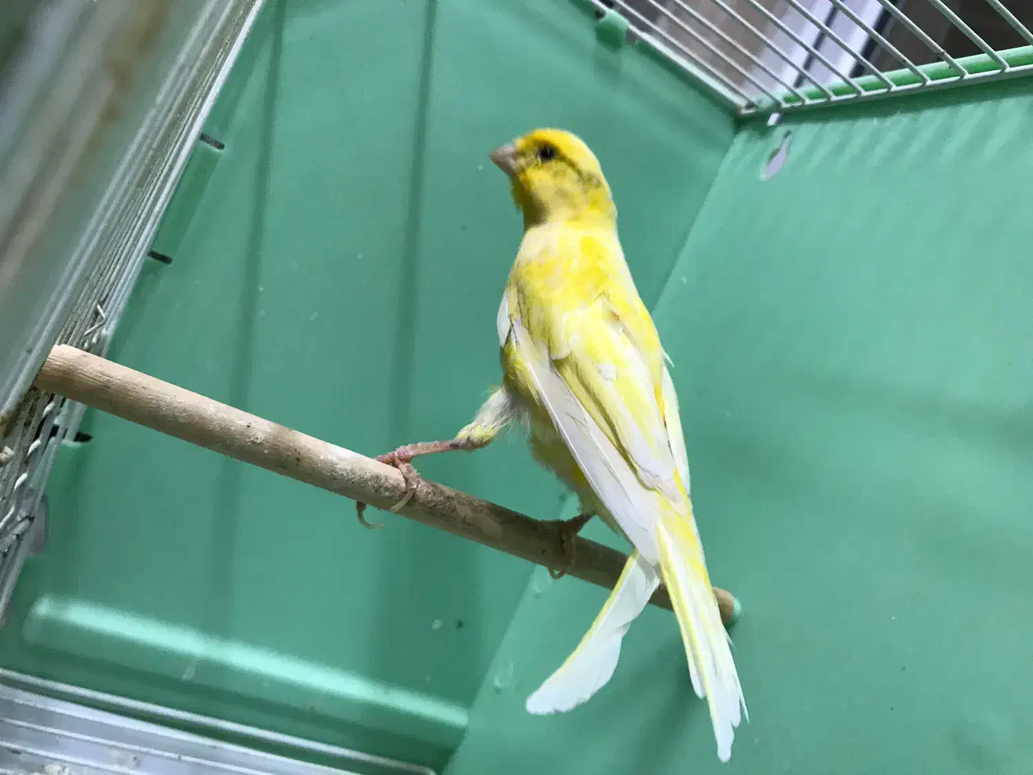 قناری نر بخوان|پرنده|اردبیل, |دیوار