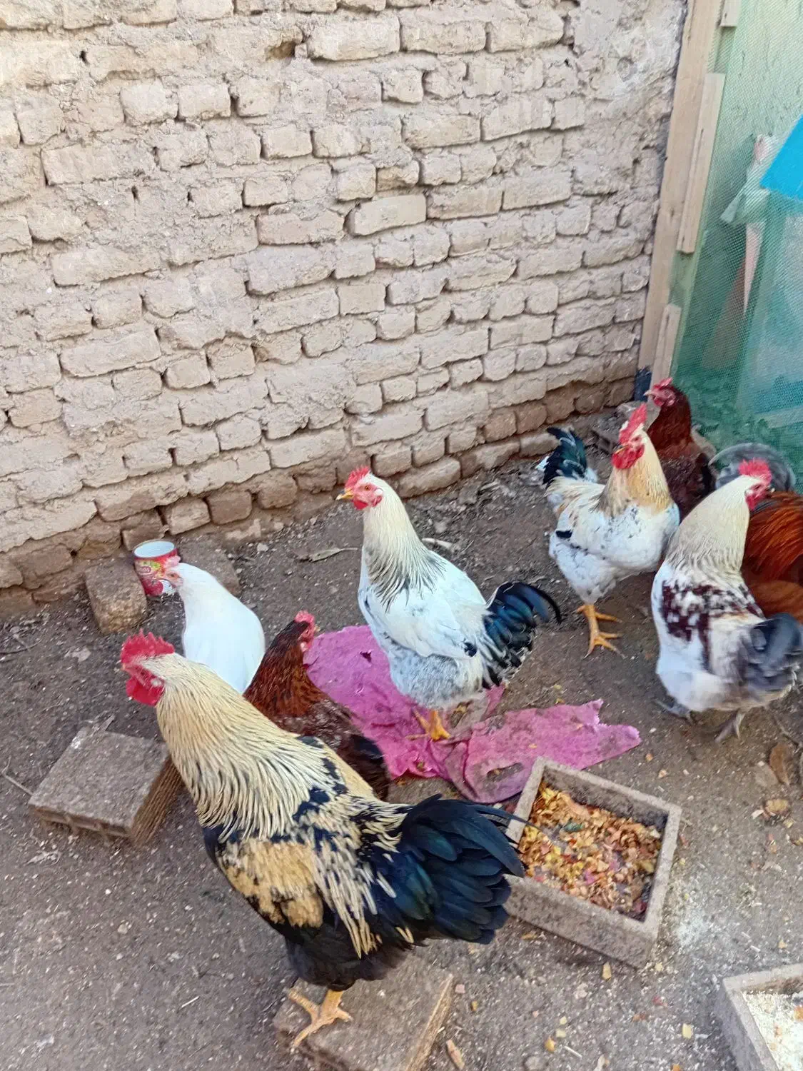 خروس|حیوانات مزرعه|مشهد, علی آباد|دیوار