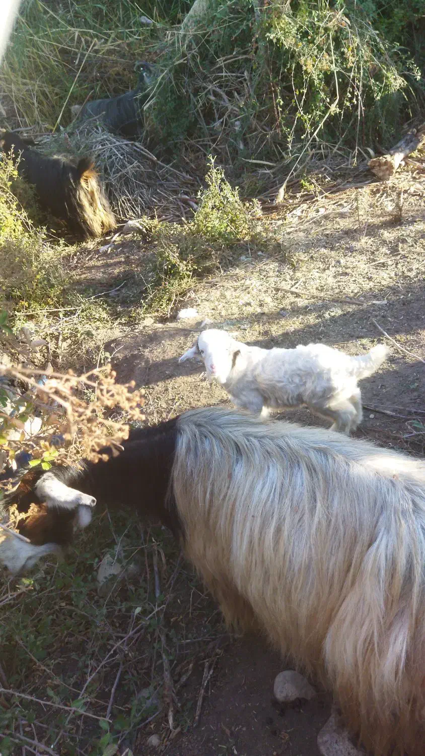 بز گوسفند بره|حیوانات مزرعه|کارزان, |دیوار