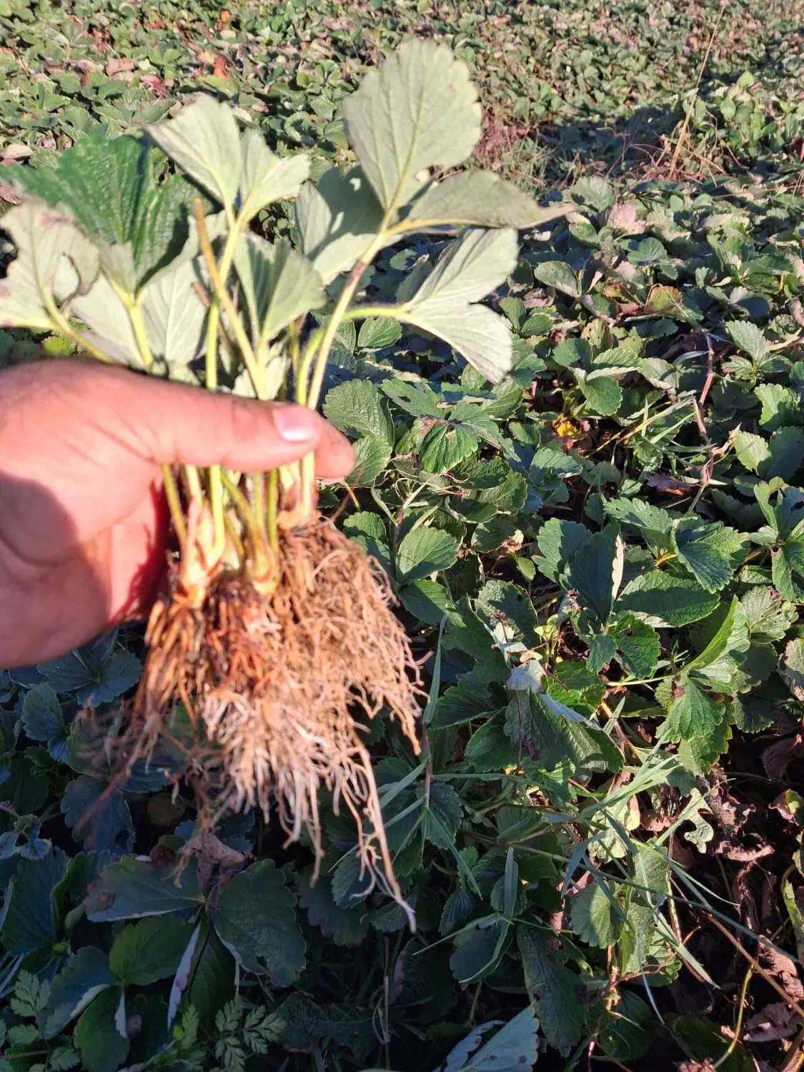 نهال توت فرنگی سابرینا دونه ای هزار|خدمات باغبانی و درختکاری|قائم‌شهر, |دیوار