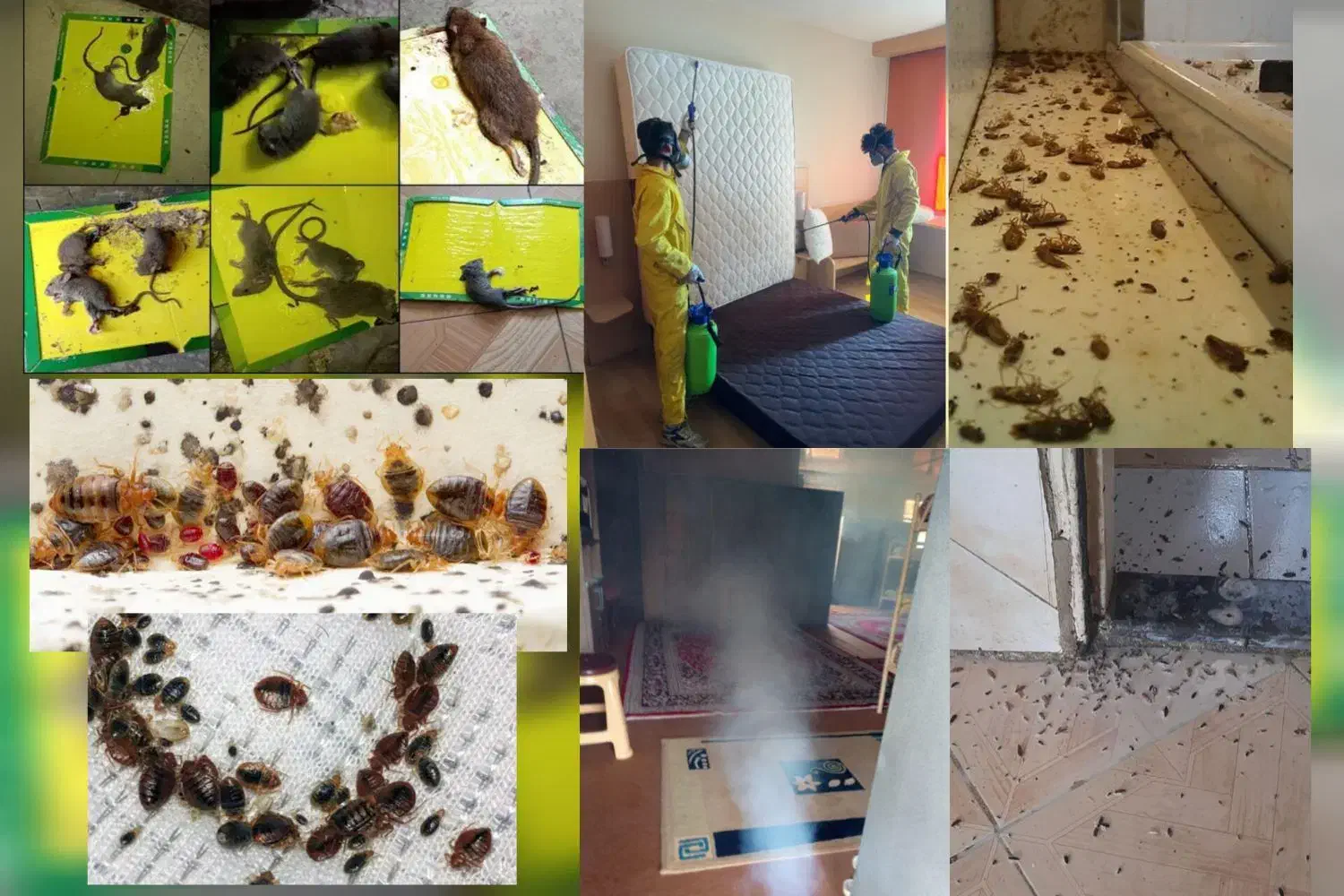 سمپاشی سوسک ساس موش موریانه کک بید با ضمانت100درصد|خدمات نظافت|مشهد, کوی سیدی|دیوار