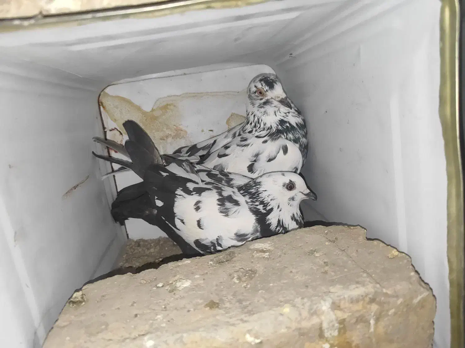 تعدادی کبوتر بزک تهرونی کاشونی شازده پلاکی|پرنده|شهرضا, |دیوار