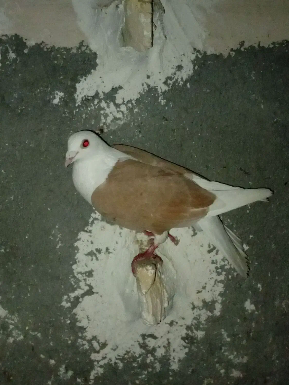 کبوتر|پرنده|فاروج, |دیوار