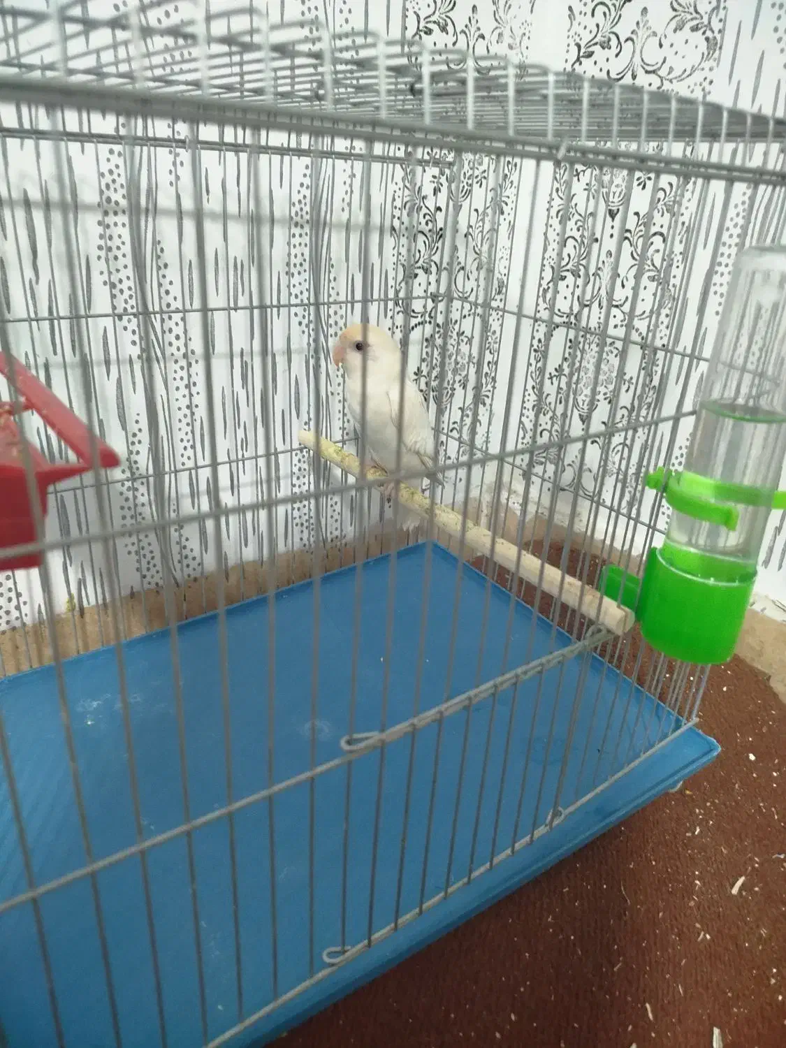 کوتوله برزیلی|پرنده|شیراز, کوشک میدان|دیوار