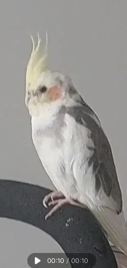 عروس هلندی گمشده مژدگانی ده میلیونی برای یابنده|حیوانات|تهران, مهران|دیوار