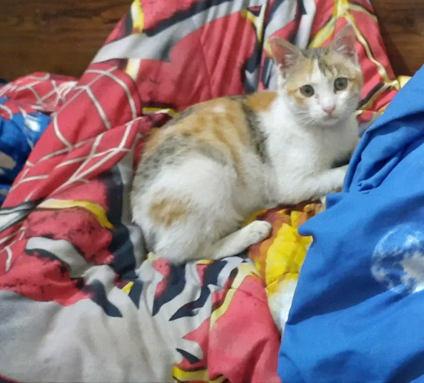 گربه گم شوده ملاصدرا|گربه|دزفول, |دیوار