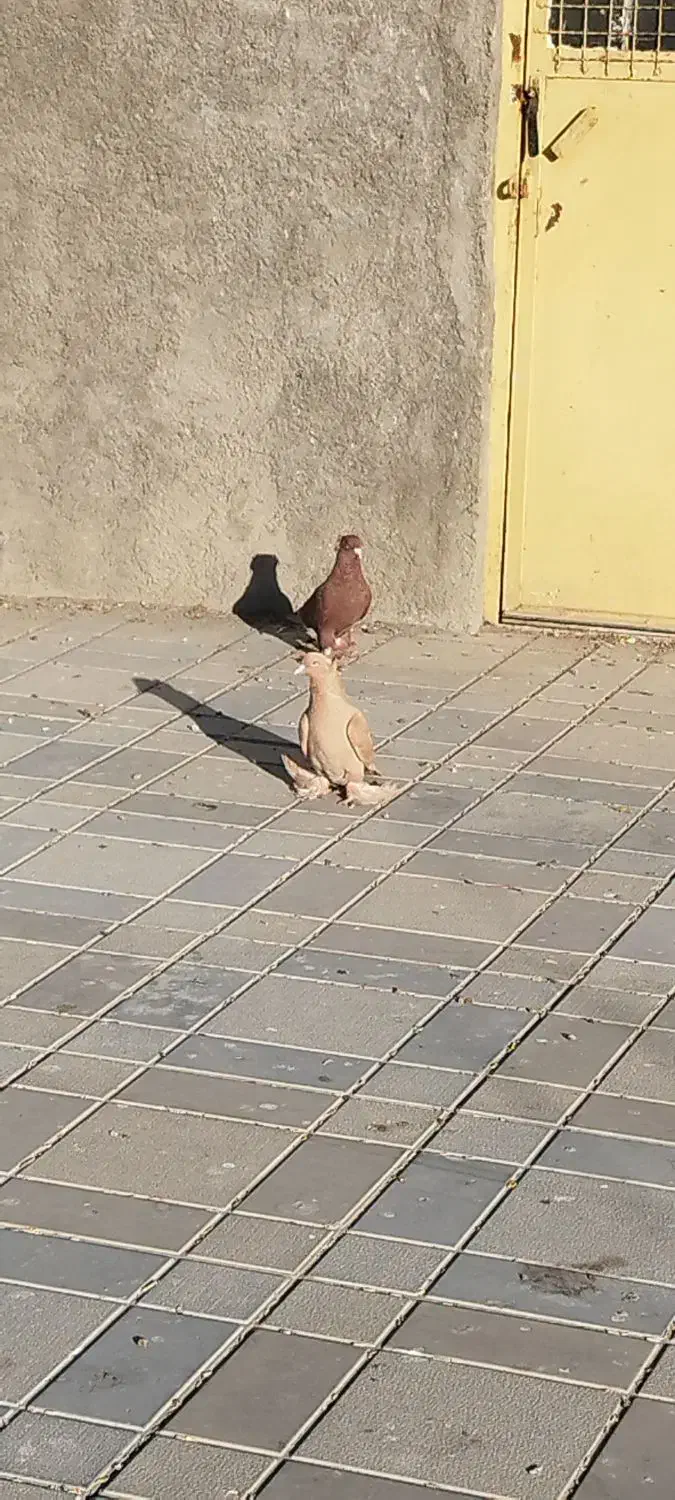 کفتر|پرنده|ملایر, |دیوار