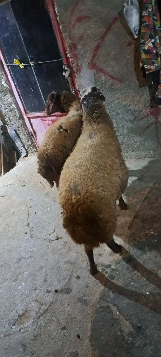 بره نر|حیوانات مزرعه|ازنا, |دیوار